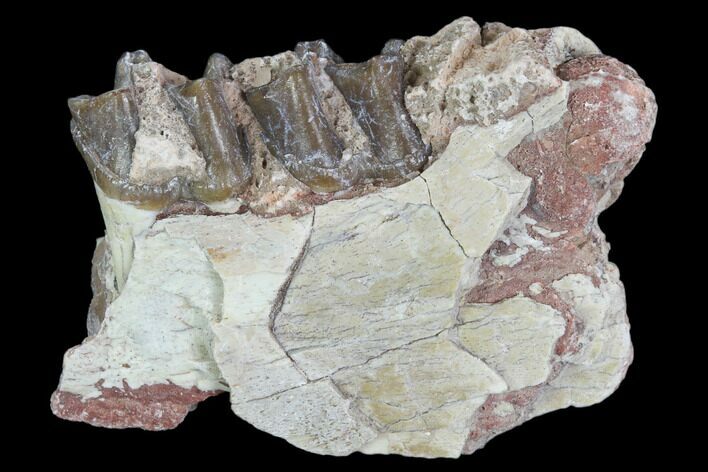 Oligocene Horse (Mesohippus) Jaw Section #101850